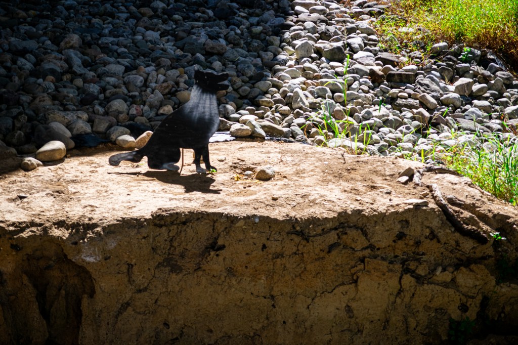 The Last Decoy&nbsp;Dog